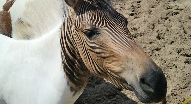 природа Запитання-цікавинка: Як називається тварина, зображена на фотографії?