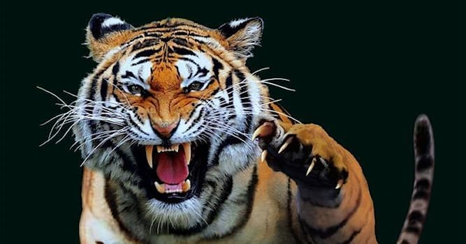 Полоски тигра - картинки и фото sushi-edut.ru