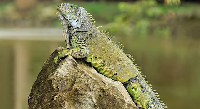 natura Pytanie-Ciekawostka: Które z podanych zwierząt jest gadem?