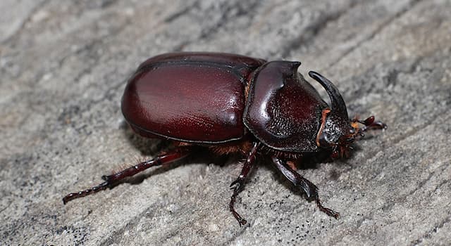 natura Pytanie-Ciekawostka: Który gatunek chrząszcza przedstawiono na zdjęciu?