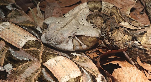 natura Pytanie-Ciekawostka: Który wąż ma najdłuższe zęby jadowe?