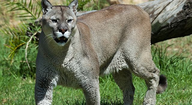 natura Pytanie-Ciekawostka: Który z poniższych kotów jest najbliższym krewnym pumy?