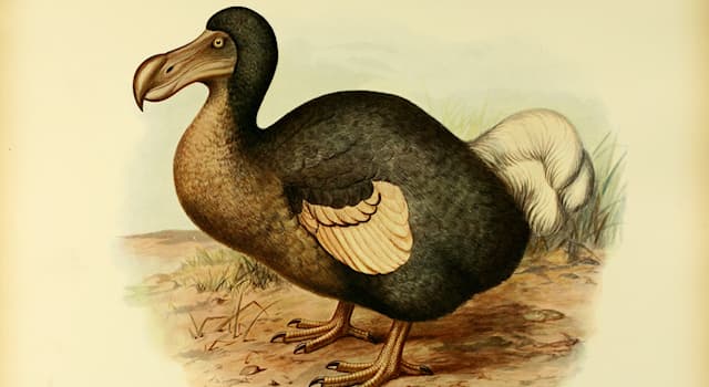 natura Pytanie-Ciekawostka: Mauritius Dodo jest najczęściej wymienianym wymarłym gatunkiem, z jakimi ptakami był spokrewniony?