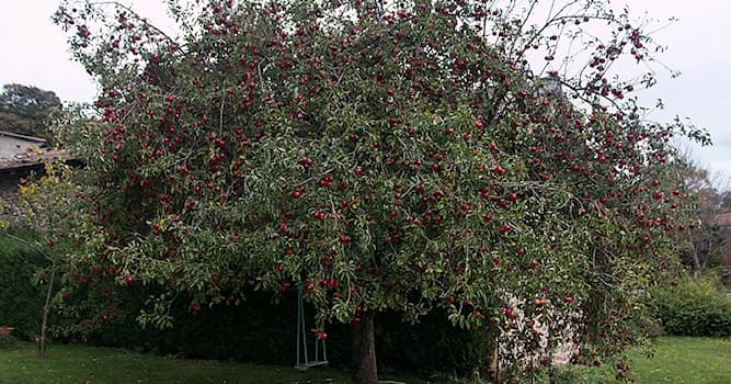 natura Pytanie-Ciekawostka: Odmianą którego owocu jest Akane?