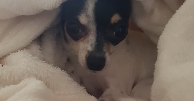 natura Pytanie-Ciekawostka: Dlaczego chihuahua często drżą?