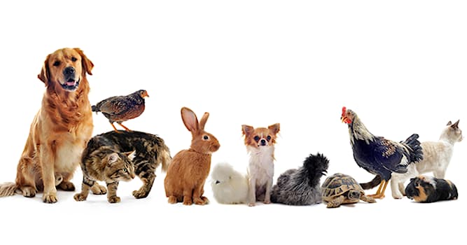 Natuur Trivia Vraag: Welk dier staat bekend als de beste vriend van de mens?