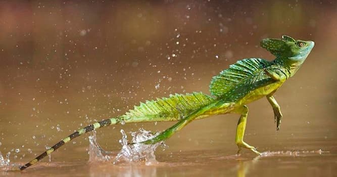 Natura Domande: Quale animale può correre sull'acqua?