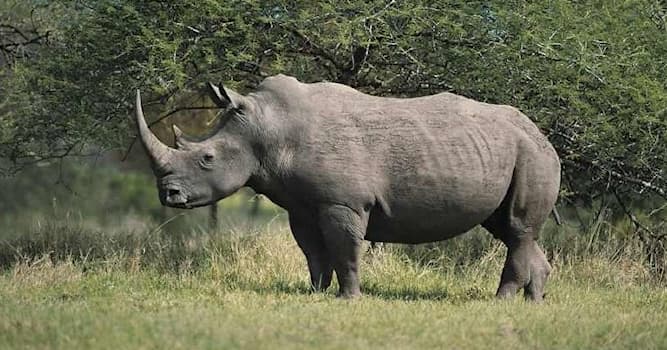 Natura Domande: Quante specie di rinoceronte esistono nel mondo?