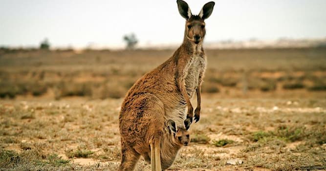 Natuur Trivia Vraag: Welk dier draagt zijn jongen in een buidel?