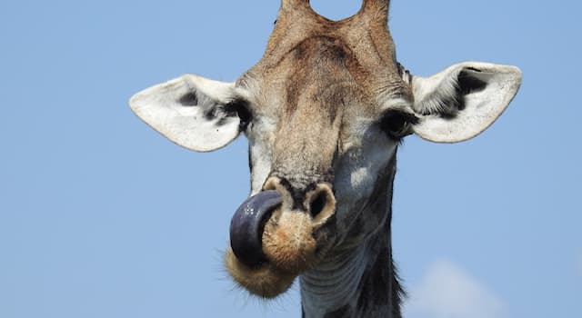 Toplum Trivia Sorusu: Burnunuzdaki iki delik ne olarak adlandırılır?