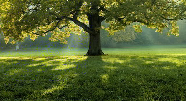Naturaleza Pregunta Trivia: ¿Qué son los árboles?