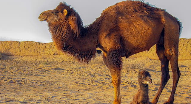 Natur Wissensfrage: Was hat das Kamel in seinem Buckel?
