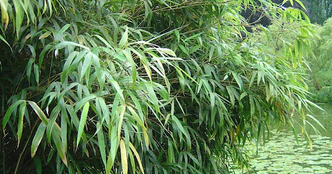 Natur Wissensfrage: Welche dieser Aussagen trifft auf Bambus zu?