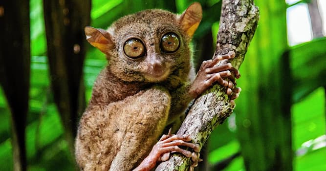 Naturaleza Pregunta Trivia: ¿Qué animal aparece en la imagen?