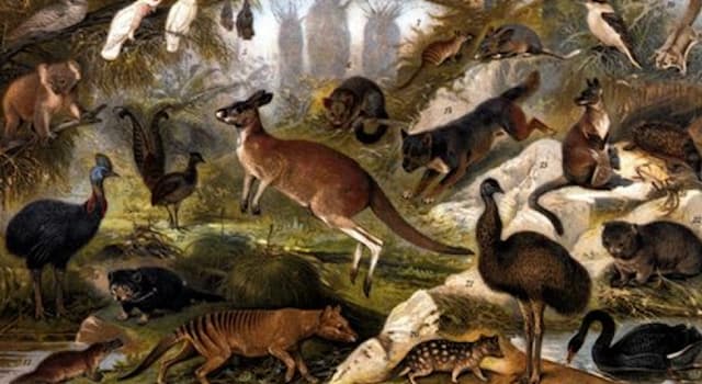 Natur Wissensfrage: Welches Tier ist ein oder eine Manati?