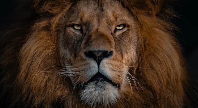 Natura Domande: Il leone è noto per essere... cosa?