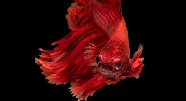 Doğa Trivia Sorusu: Balıkların Vücudunu Ne Örter?