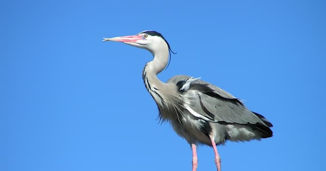 Nature Trivia Question: What do herons mostly feed on?