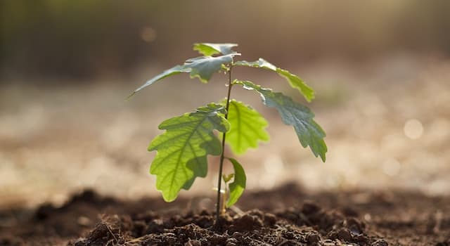 Doğa Trivia Sorusu: Meşe Ağaçları Ne Üretir?