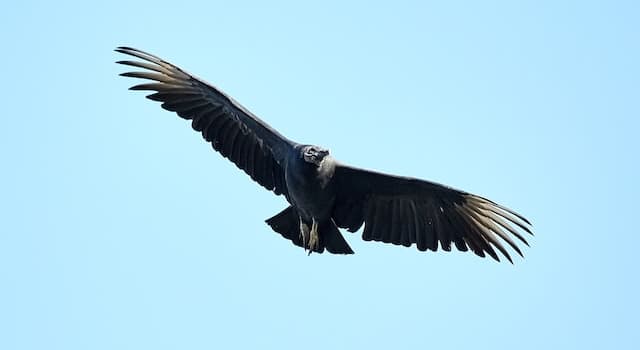 Natura Domande: Cosa mangiano gli avvoltoi?