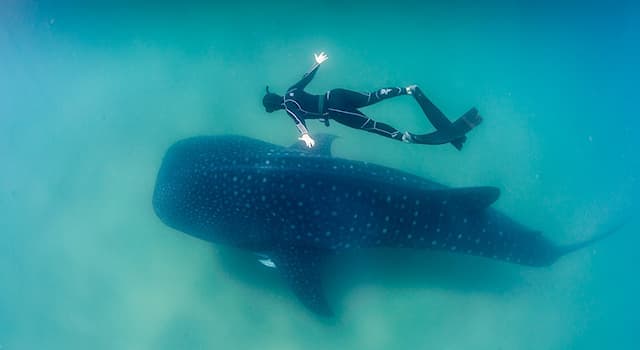 Nature Trivia Question: What does the whale shark feed on?