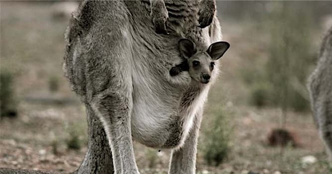 Nature Trivia Question: What is the size of a newborn Kangaroo?
