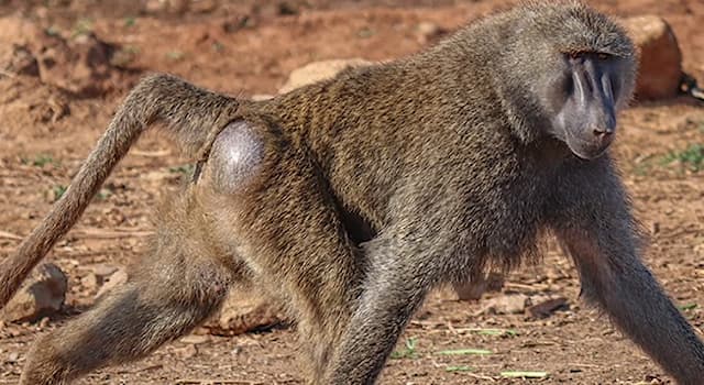 Science Trivia Question: What organ of the human body is affected by baboon syndrome?