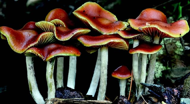 Natur Wissensfrage: Wie heißen die fadenförmigen Zellen der Pilze?