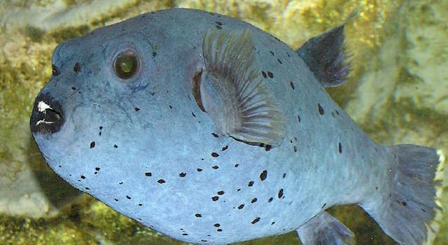 Natur Wissensfrage: Wie heißt der Hauptbestandteil des Giftes der Kugelfische?