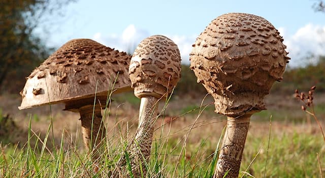 Natur Wissensfrage: Wie heißt dieser hier abgebildete Pilz?