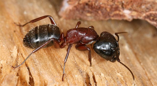 Natur Wissensfrage: Zu welcher Überfamilie gehören die Ameisen?