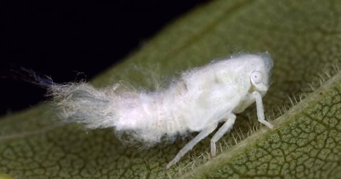 Natura Domande: A cosa assomiglia l'insetto chiamato Planthopper Nymph?