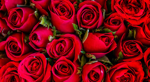 Società Domande: Una rosa può essere offerta in segno di cosa?