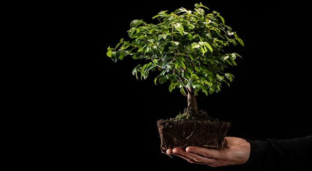 Società Domande: Il bonsai è l'arte di coltivare cosa?
