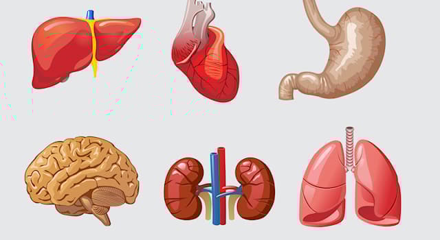 Wissenschaft Wissensfrage: Welche Körperregion betrifft Bronchitis?