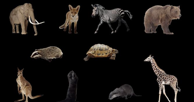 Natuur Trivia Vraag: Bunny is een informele naam voor welk dier?