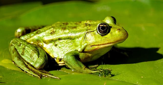 Natuur Trivia Vraag: Hoeveel poten heeft een kikker?
