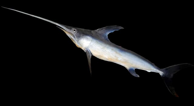 Naturaleza Pregunta Trivia: ¿Cuál de las siguientes afirmaciones sobre el pez espada es falsa?