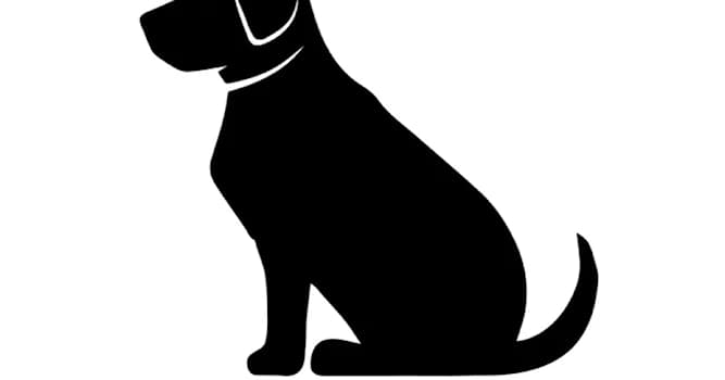 Wissenschaft Wissensfrage: Das „Black Dog Syndrom“ besagt, dass …?