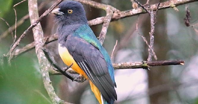 Geografia Pytanie-Ciekawostka: Dla jakiego kraju trogon cytrynowy jest gatunkiem endemicznym?