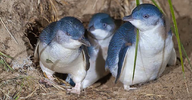 Natura Domande: Dove è possibile incontrare un pinguino minore blu?