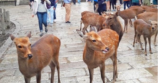 Geografia Domande: Dove si trova il parco dei cervi di Nara?