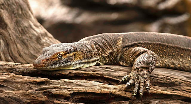 Natur Wissensfrage: In welchem Land ist der Goulds Waran endemisch?