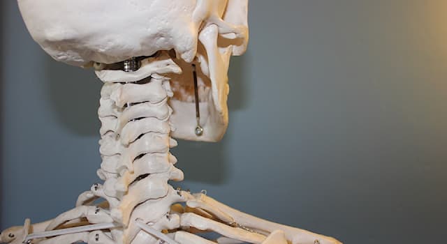 Scienza Domande: Come si chiama la parte mobile delle ossa dello scheletro?