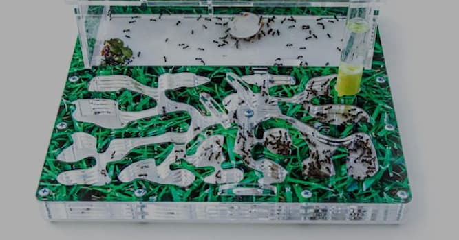 Наука Вопрос: Как называются люди которые содержат муравьёв в домашних условиях?