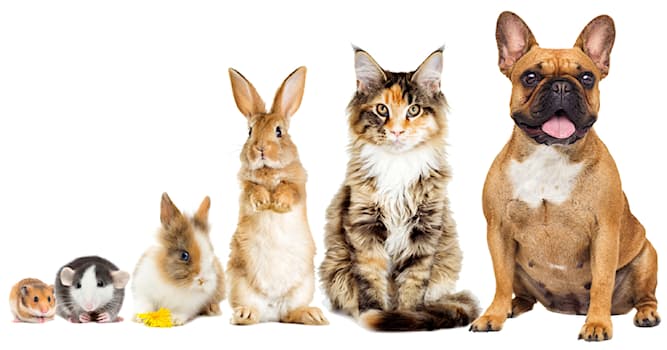 Doğa Trivia Sorusu: Felis Catus adlı hayvanın kaç bacağı vardır?