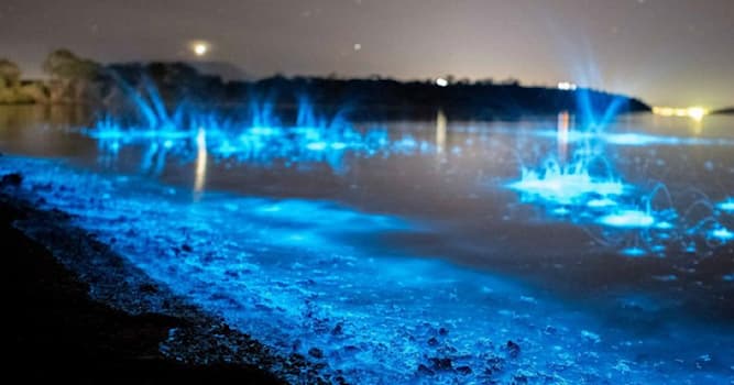 Natura Domande: Nella maggior parte dei casi la bioluminescenza marina è data da...?