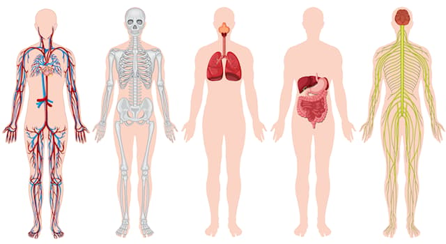 Scienza Domande: La polmonite colpisce principalmente quale organo del corpo?