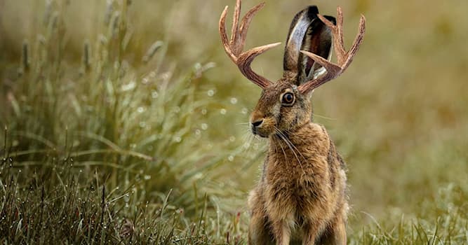 Culture Question: Qu'est ce qu'un Jackalope ?