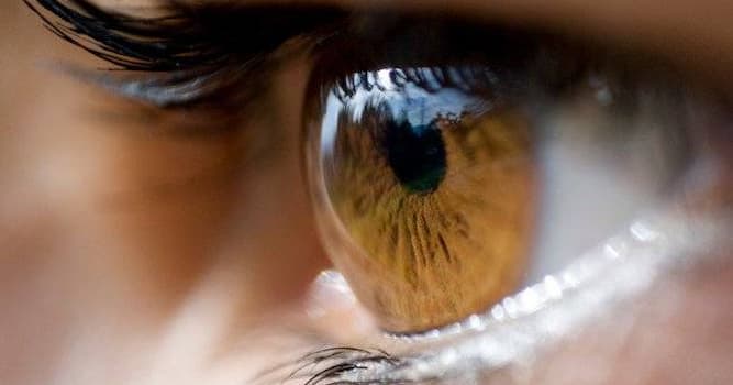 Kültür Trivia Sorusu: İnsan vücudunun hangi kısmı sklerayı oluşturur?